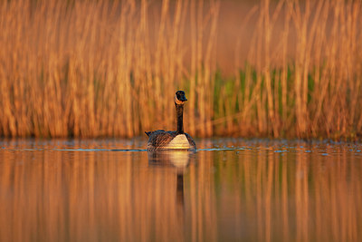 BUITEN BEELD Foto: 350762