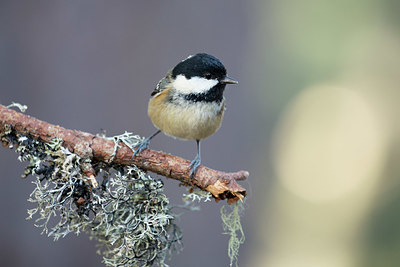 BUITEN BEELD Foto: 350772