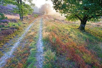 BUITEN BEELD Foto: 350822