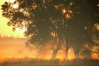 BUITEN BEELD Foto: 350839