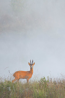 BUITEN BEELD Foto: 350855