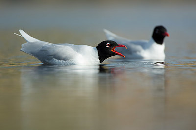 BUITEN BEELD Foto: 350860