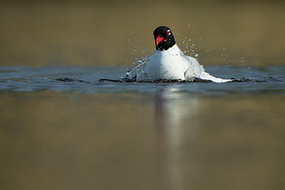 BUITEN BEELD Foto: 350861