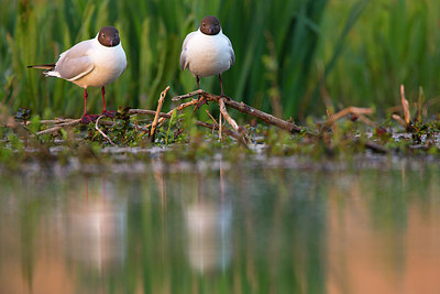 BUITEN BEELD Foto: 350863