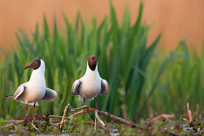 BUITEN BEELD Foto: 350864