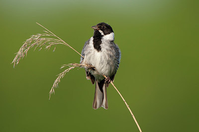 BUITEN BEELD Foto: 350880