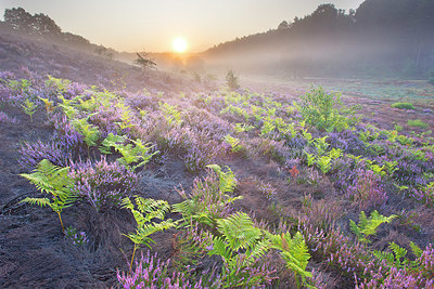 BUITEN BEELD Foto: 350890