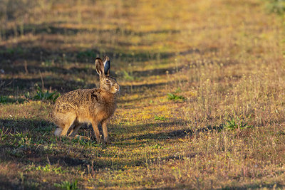 BUITEN BEELD Foto: 351284