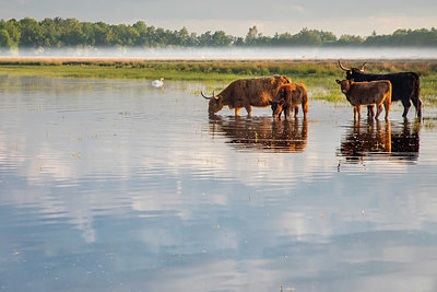 BUITEN BEELD Foto: 351286