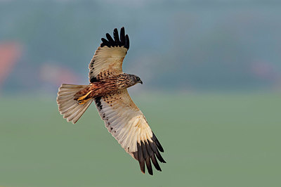 BUITEN BEELD Foto: 351310