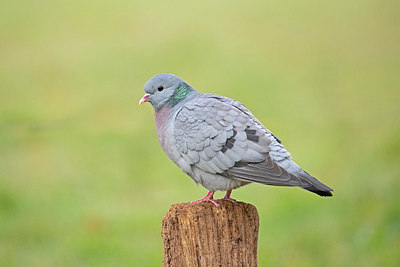 BUITEN BEELD Foto: 351321