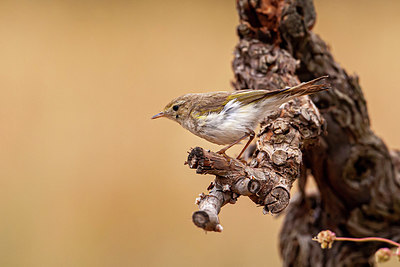 BUITEN BEELD Foto: 351347