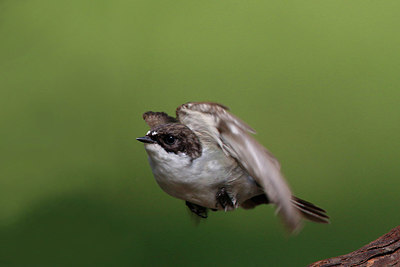 BUITEN BEELD Foto: 351350
