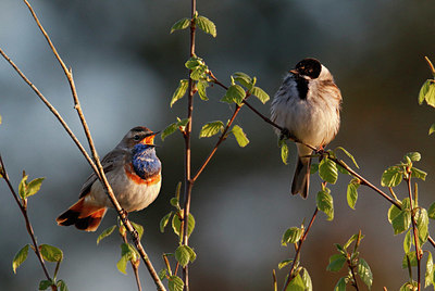 BUITEN BEELD Foto: 351367