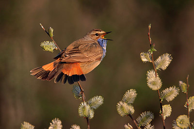 BUITEN BEELD Foto: 351368