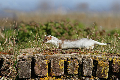 BUITEN BEELD Foto: 351382