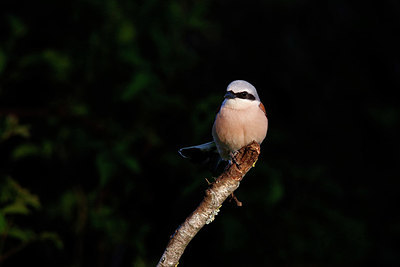 BUITEN BEELD Foto: 351391