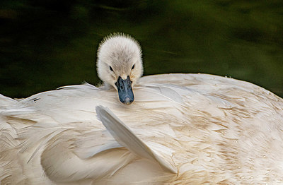 BUITEN BEELD Foto: 351402