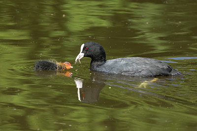 BUITEN BEELD Foto: 351420