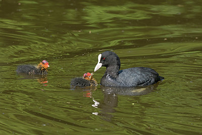 BUITEN BEELD Foto: 351421