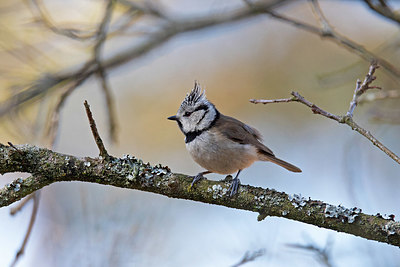 BUITEN BEELD Foto: 351428