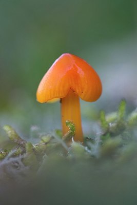 BUITEN BEELD Foto: 351430