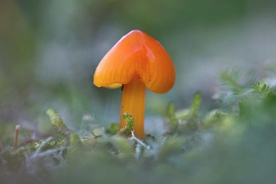 BUITEN BEELD Foto: 351431