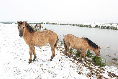 BUITEN BEELD Foto: 351548