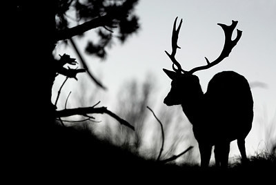 BUITEN BEELD Foto: 351565