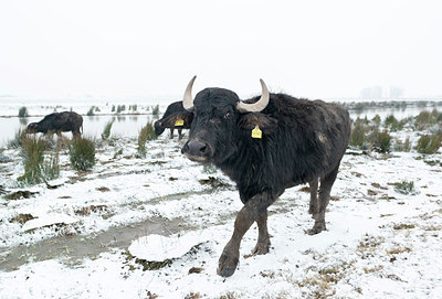 BUITEN BEELD Foto: 351579