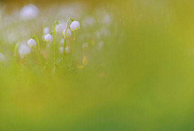 BUITEN BEELD Foto: 351630