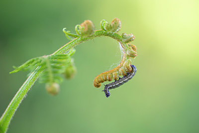 BUITEN BEELD Foto: 351681