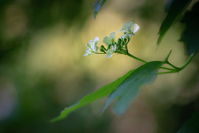 BUITEN BEELD Foto: 351686