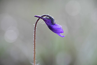 BUITEN BEELD Foto: 351695