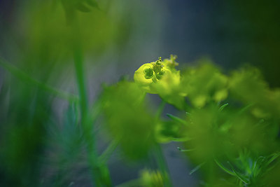 BUITEN BEELD Foto: 351699