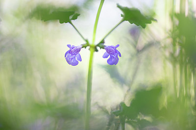 BUITEN BEELD Foto: 351707