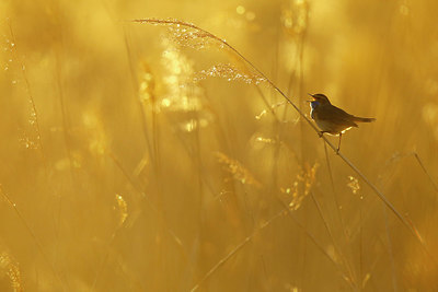 BUITEN BEELD Foto: 351738