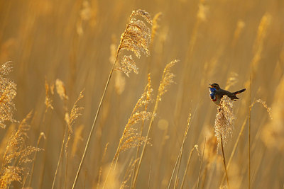 BUITEN BEELD Foto: 351751