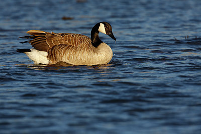 BUITEN BEELD Foto: 351763