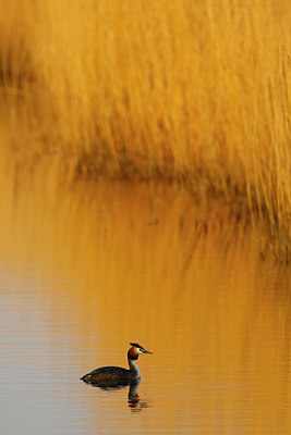 BUITEN BEELD Foto: 351775