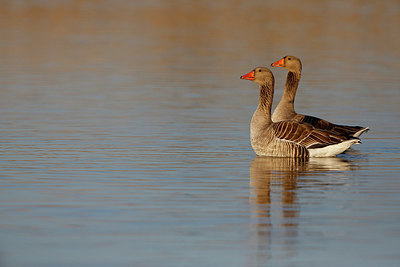 BUITEN BEELD Foto: 351782