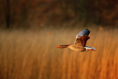 BUITEN BEELD Foto: 351784