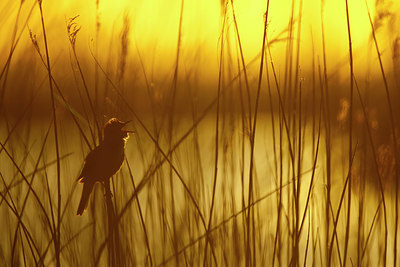 BUITEN BEELD Foto: 351791
