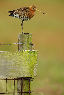 BUITEN BEELD Foto: 351805