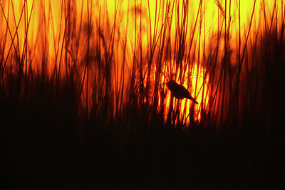 BUITEN BEELD Foto: 351813