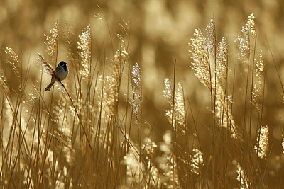 BUITEN BEELD Foto: 351830