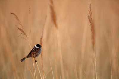 BUITEN BEELD Foto: 351837