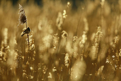 BUITEN BEELD Foto: 351842