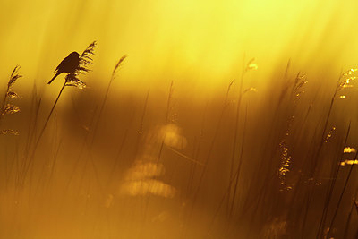 BUITEN BEELD Foto: 351846