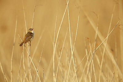 BUITEN BEELD Foto: 351866